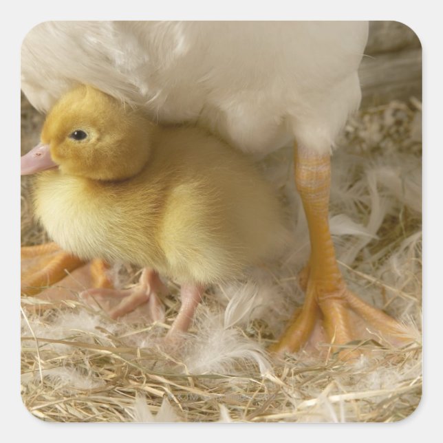 Duckling zwischen den Beinen der Mutter Quadratischer Aufkleber (Vorderseite)