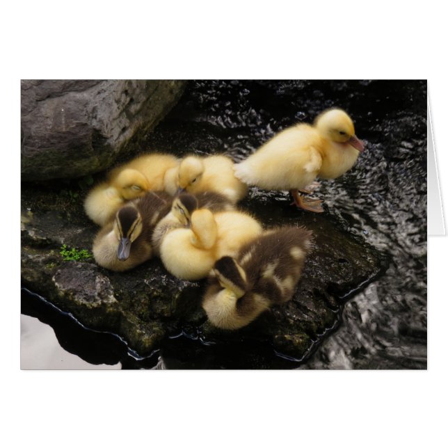 Ducklings (Vorderseite (Horizontal))