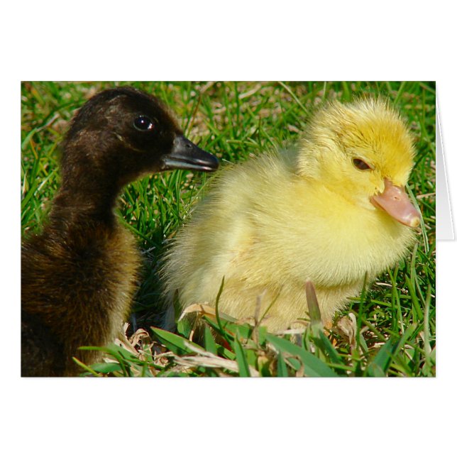 Ducklings (Vorderseite (Horizontal))