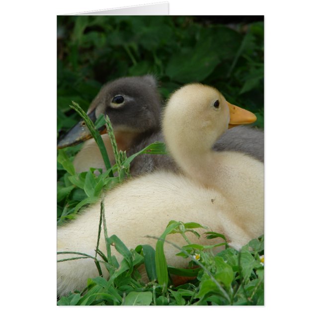 Ducklings (Vorne)