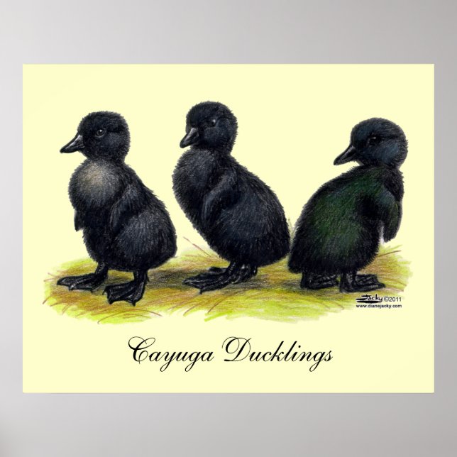 Ducklings Black Cayuga Poster (Vorne)