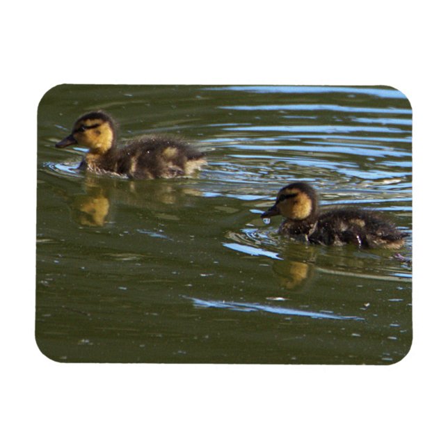 Ducklings Foto Magnet (Von Creator hochgeladen)
