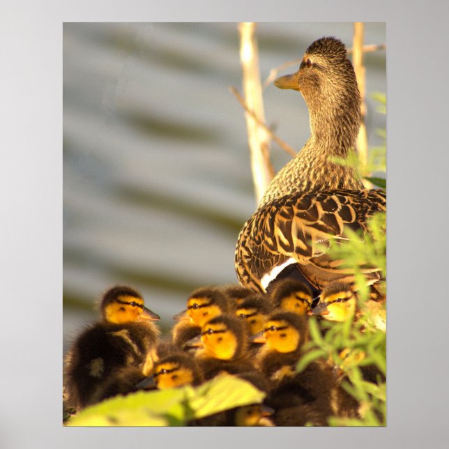 Ducklings Foto Poster (Vorne)