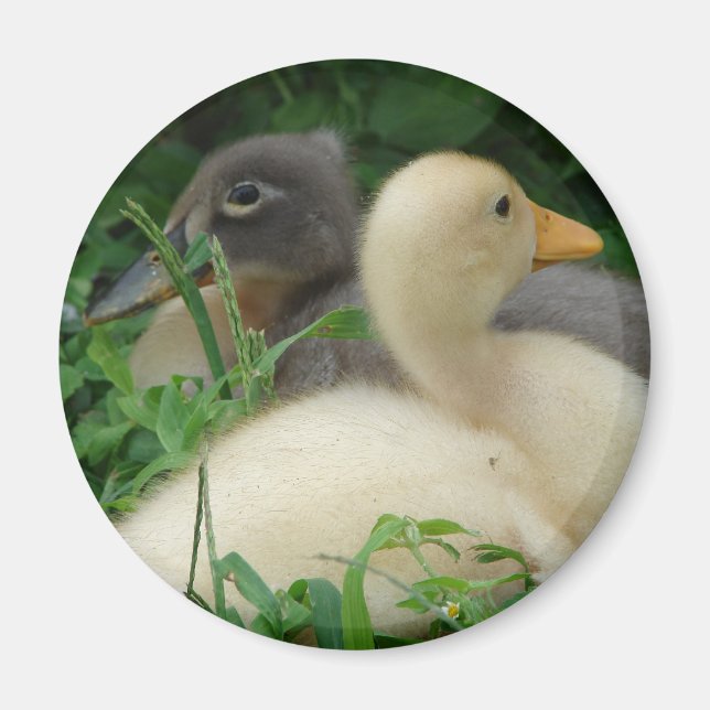 Ducklings Magnet (Vorne)