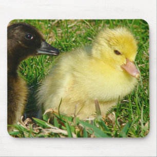 Ducklings Mousepad