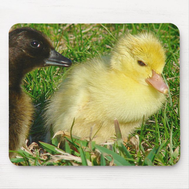 Ducklings Mousepad (Vorne)