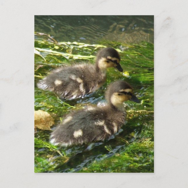 Ducklings Postkarte (Vorderseite)