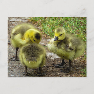 Ducklings Postkarte