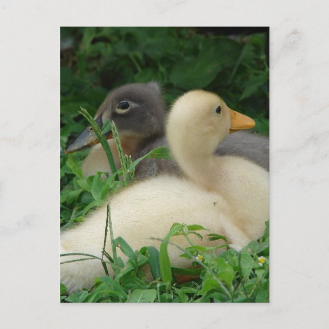 Ducklings Postkarte (Vorderseite)