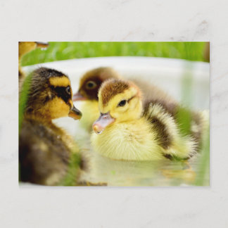 Ducklings Postkarte