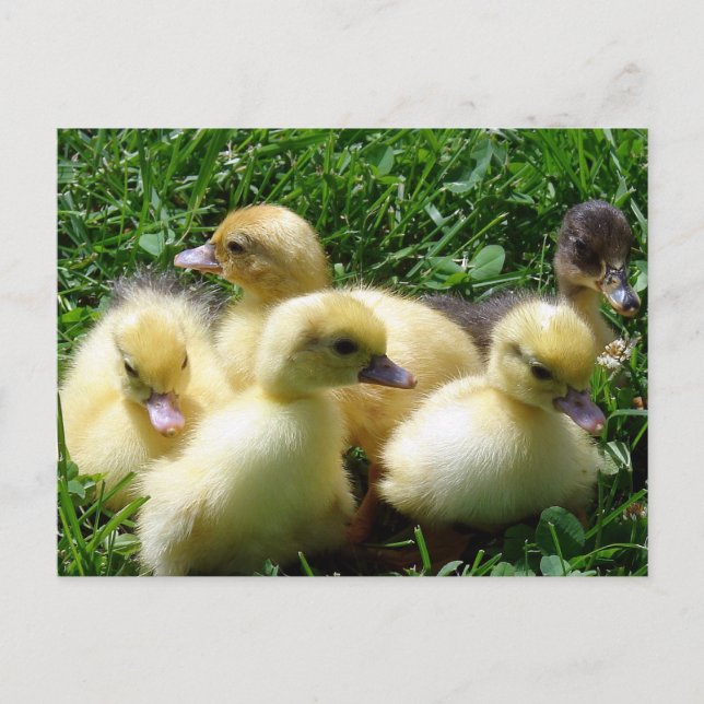 Ducklings Postkarte (Vorderseite)