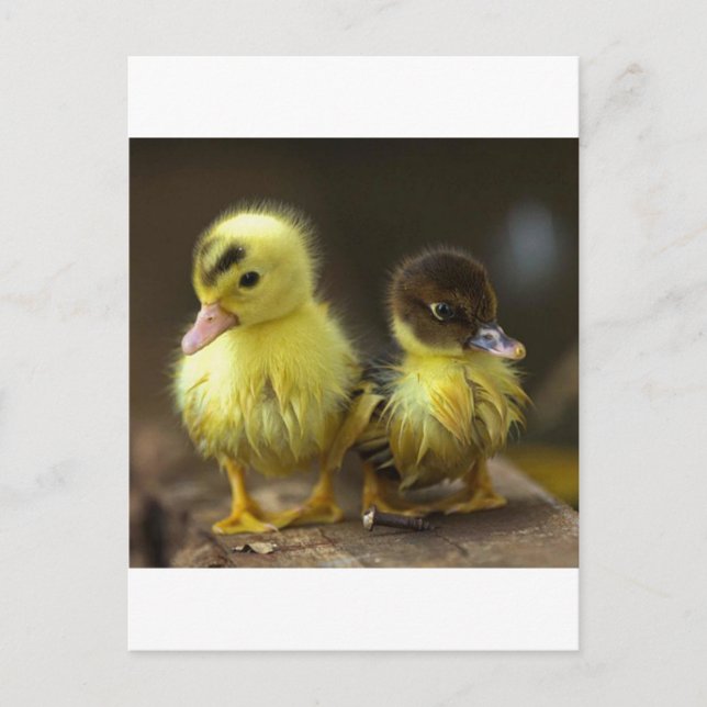 Ducklings Postkarte (Vorderseite)