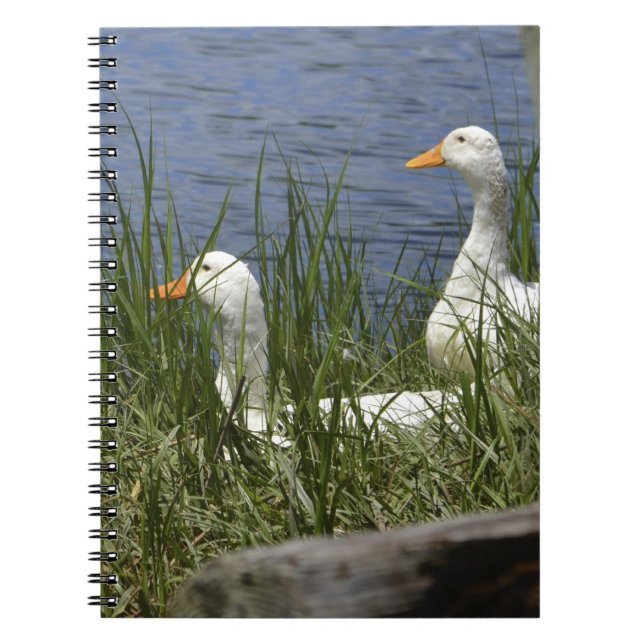DuckNotebook Notizblock (Vorderseite)