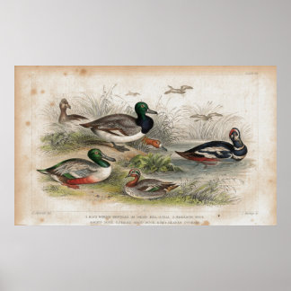Ducks Antique Lithographie Poster