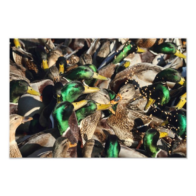 Ducks in einer Menschenmenge Fotodruck (Vorne)