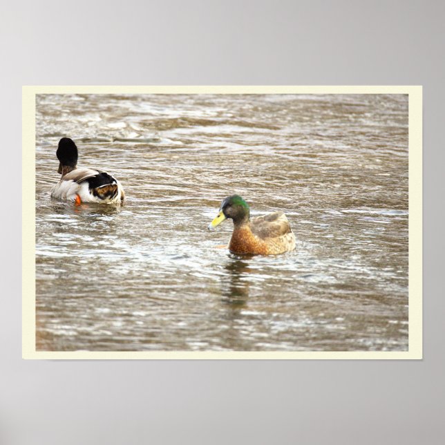 Ducks in Icy Creek Poster (Vorne)