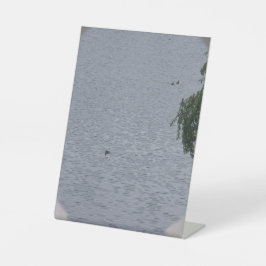 Ducks In Pond Photo Sockelschild