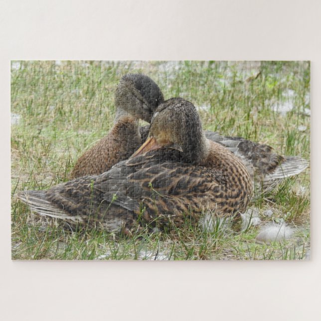 Ducks Kanudeln - Liebe und Zuneigung Puzzle (Horizontal)