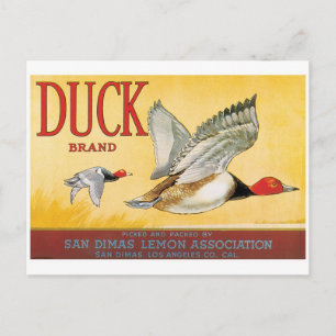 Ducks Lemons San Dimas Los Angeles Kalifornien Postkarte