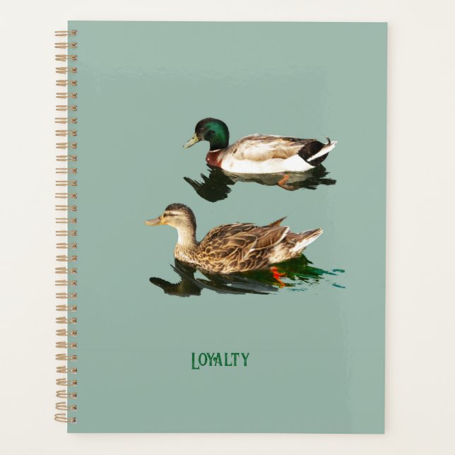 Ducks mallards planer (Vorderseite)