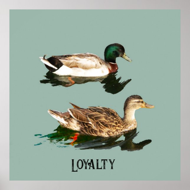 Ducks mallards poster (Vorne)