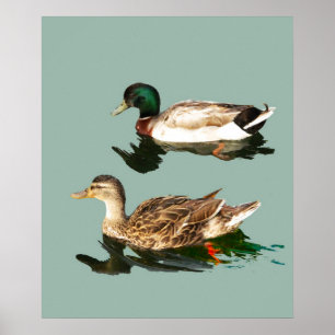 Ducks mallards poster