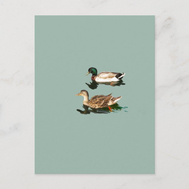Ducks mallards postkarte (Vorderseite)
