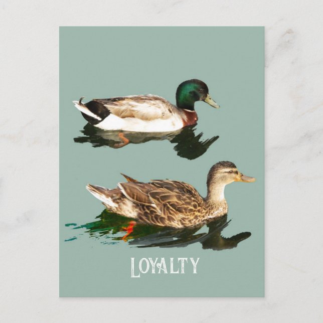 Ducks mallards postkarte (Vorderseite)