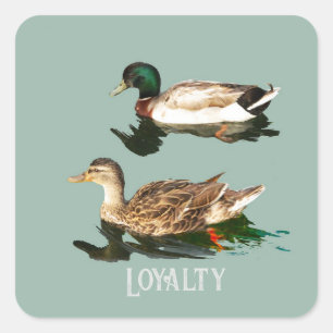 Ducks mallards quadratischer aufkleber