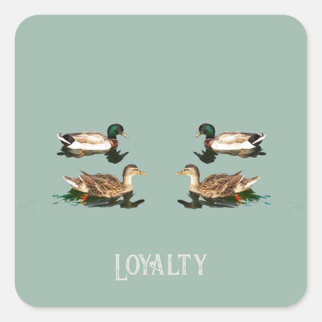 Ducks mallards quadratischer aufkleber (Vorderseite)