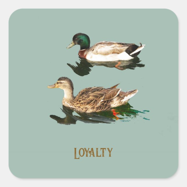 Ducks mallards quadratischer aufkleber (Vorderseite)