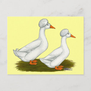 Ducks: White Crested Postkarte