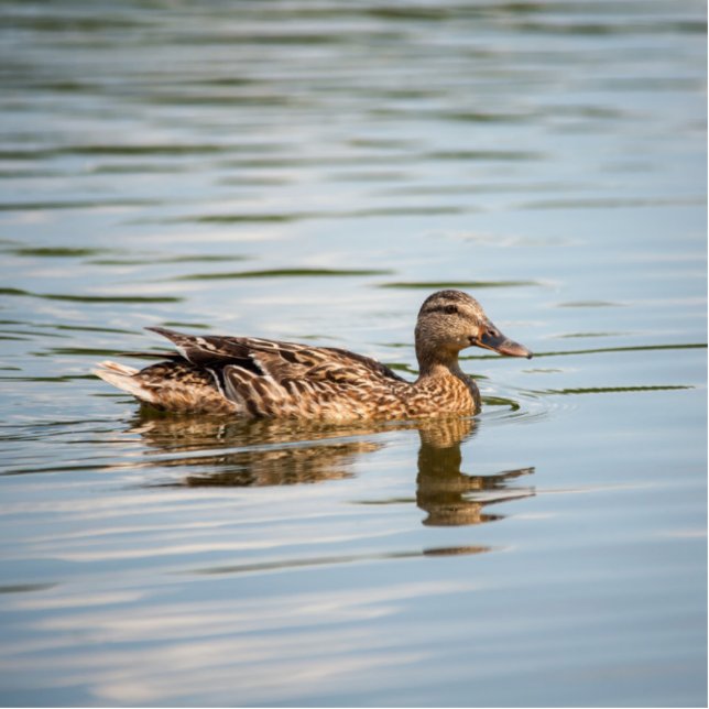 Duckschwimmen Freistehende Fotoskulptur (Vorne)