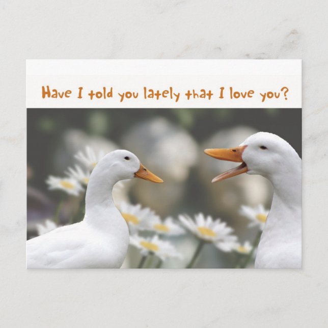 DucktoDuckLove Postkarte (Vorderseite)