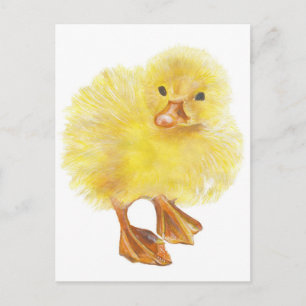 Ducky, Baby chick Postkarte