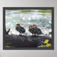 Ducky Print -24x20 -andere Größen verfügbar