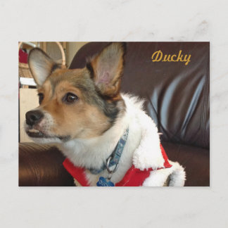 Ducky the Dog Postcard Postkarte