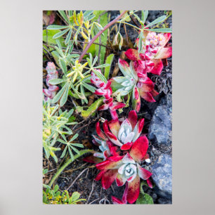 Dudleya-Küste an der Stelle Reyes National Seehot Poster