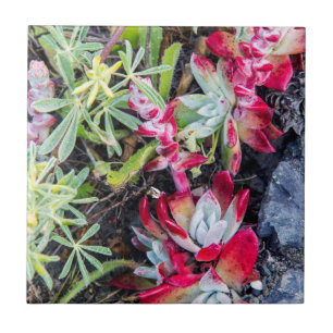 Dudleya-Küste an der Stelle Reyes National Seehote Fliese