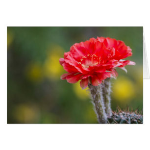 Duet of Firelight Cactus Blume