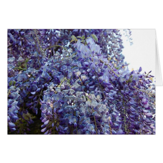 Duft in Blau (Vorderseite (Horizontal))