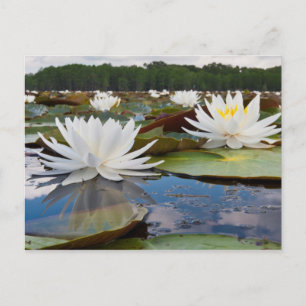 Duftende Seerose (Nymphaea Odorata) auf Caddo Postkarte