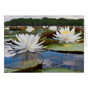 Duftende Seerose (Nymphaea Odorata) im Caddo