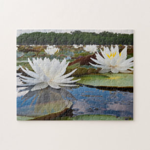 Duftende Seerose (Nymphaea Odorata) im Caddo Puzzle
