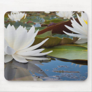 Duftende Seerose (Nymphaea Odorata) in Caddo Mousepad