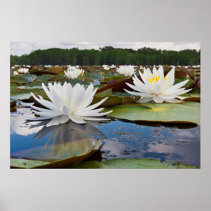 Duftende Seerose (Nymphaea Odorata) in Caddo Poster