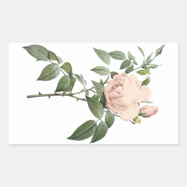 Dufttee-Rose von Redouté Rechteckiger Aufkleber (Vorderseite)