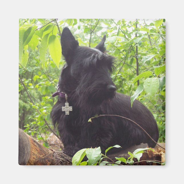 "Duide" Scottish Terrier Magnet (Vorne)