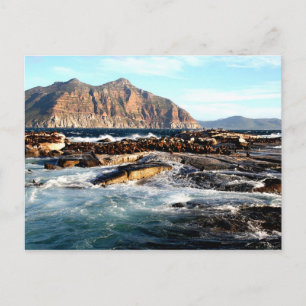 Duiker Island, Südafrika Postkarte