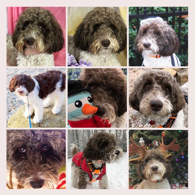 Duke The Labradoodle Kalender (Von Creator hochgeladen)